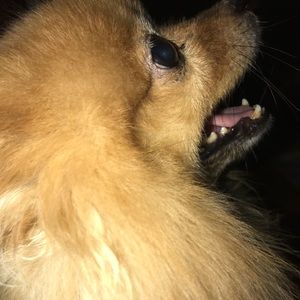 Meet your Posher, Jenkins